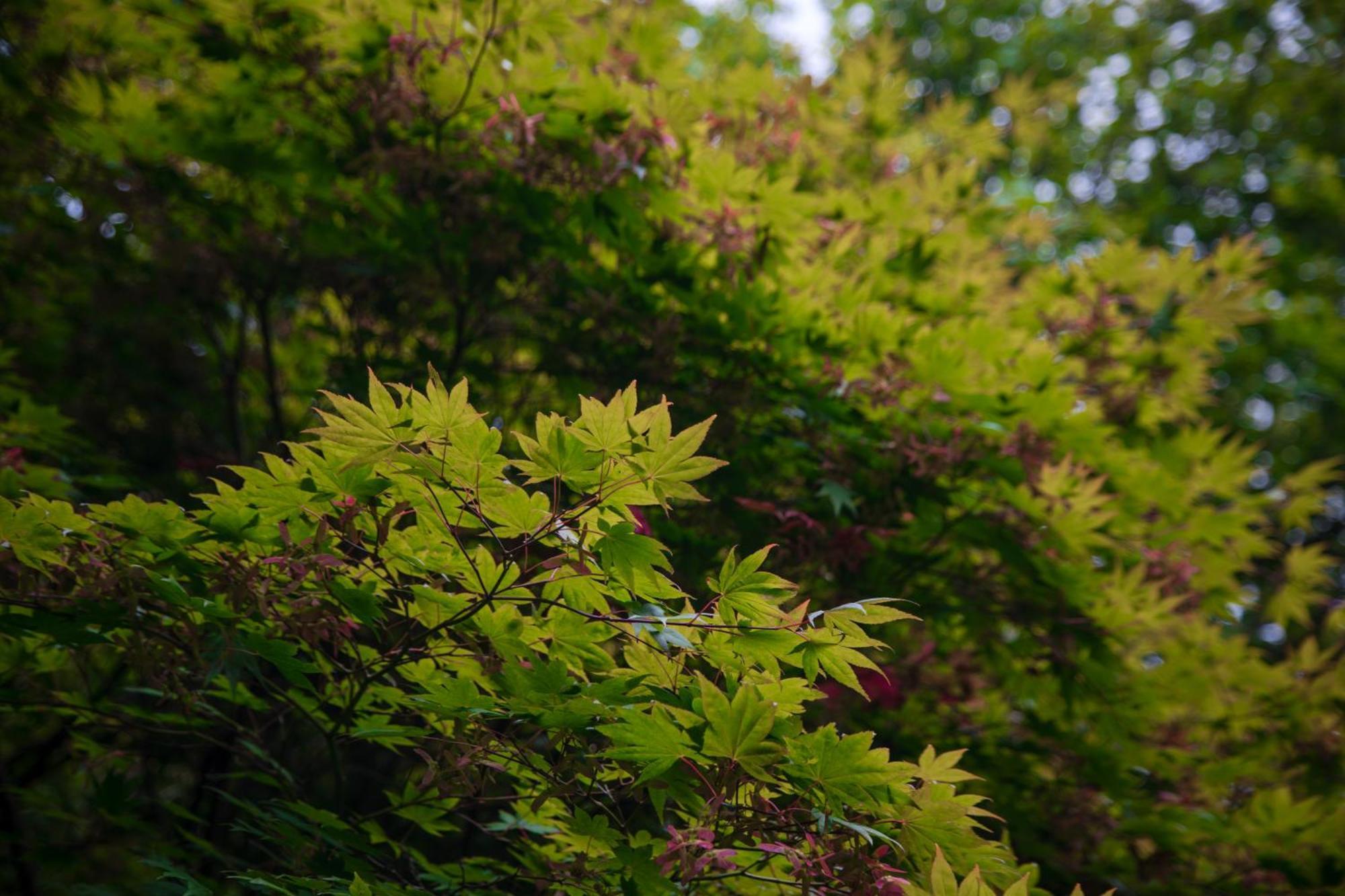 Trigonos - Quiet, Peaceful, Vegetarian B&B And Retreat Centre Nantlle Exterior foto